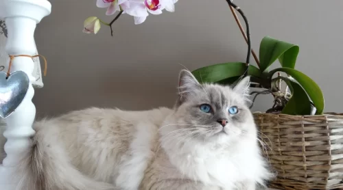 Sahiplenebileceğiniz Kedi Cinsleri ve Özellikleri Sahiplenebileceğiniz Kedi Cinsleri ve Özellikleri