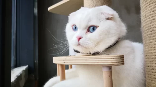 Sahiplenebileceğiniz Kedi Cinsleri ve Özellikleri Sahiplenebileceğiniz Kedi Cinsleri ve Özellikleri