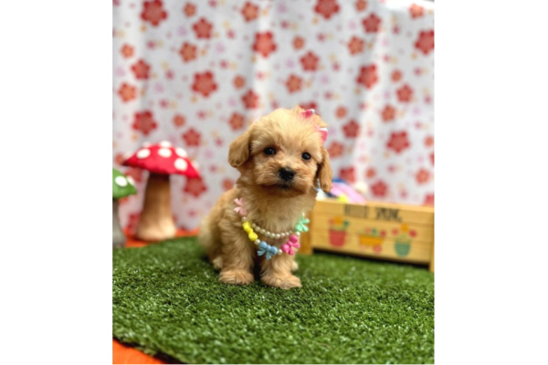 Maltipoo – Sevimliliğiyle Popüler Bir Küçük Irk Maltipoo – Sevimliliğiyle Popüler Bir Küçük Irk